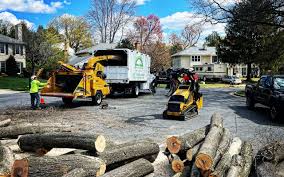 Hemlock Farms, PA Tree Care Services Company