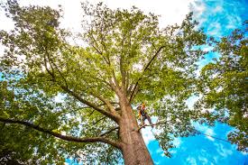 Mulching Services in Hemlock Farms, PA